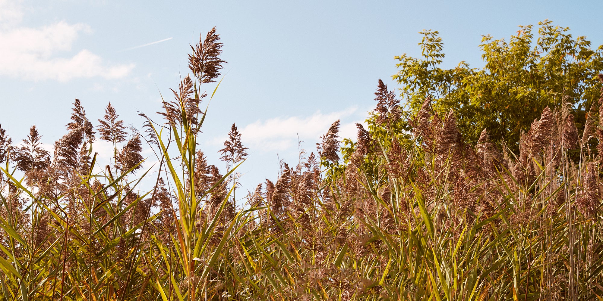 New Eyeglasses Arrivals - Specs Collective