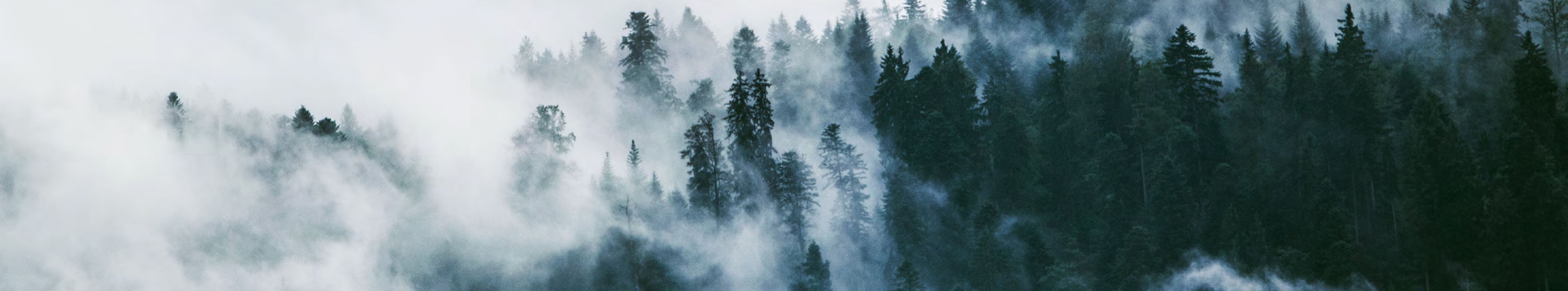 Misty forest